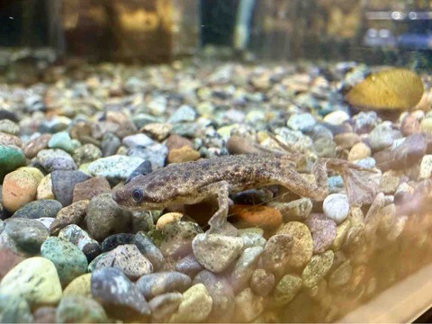ヒメツメガエル🐸