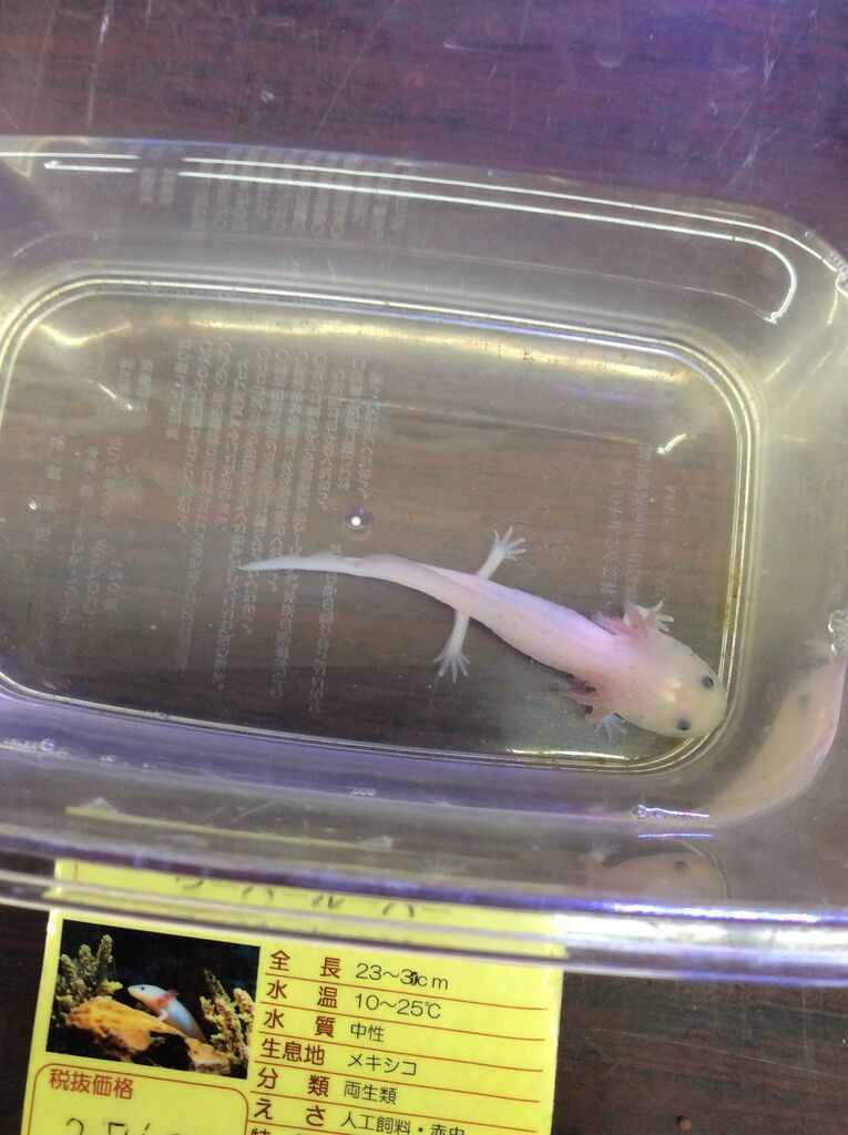 ウーパールーパー ワンラブ観賞魚部門の入荷情報ブログ
