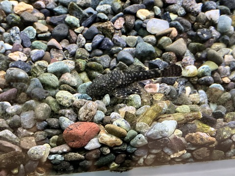 ブッシープレコ