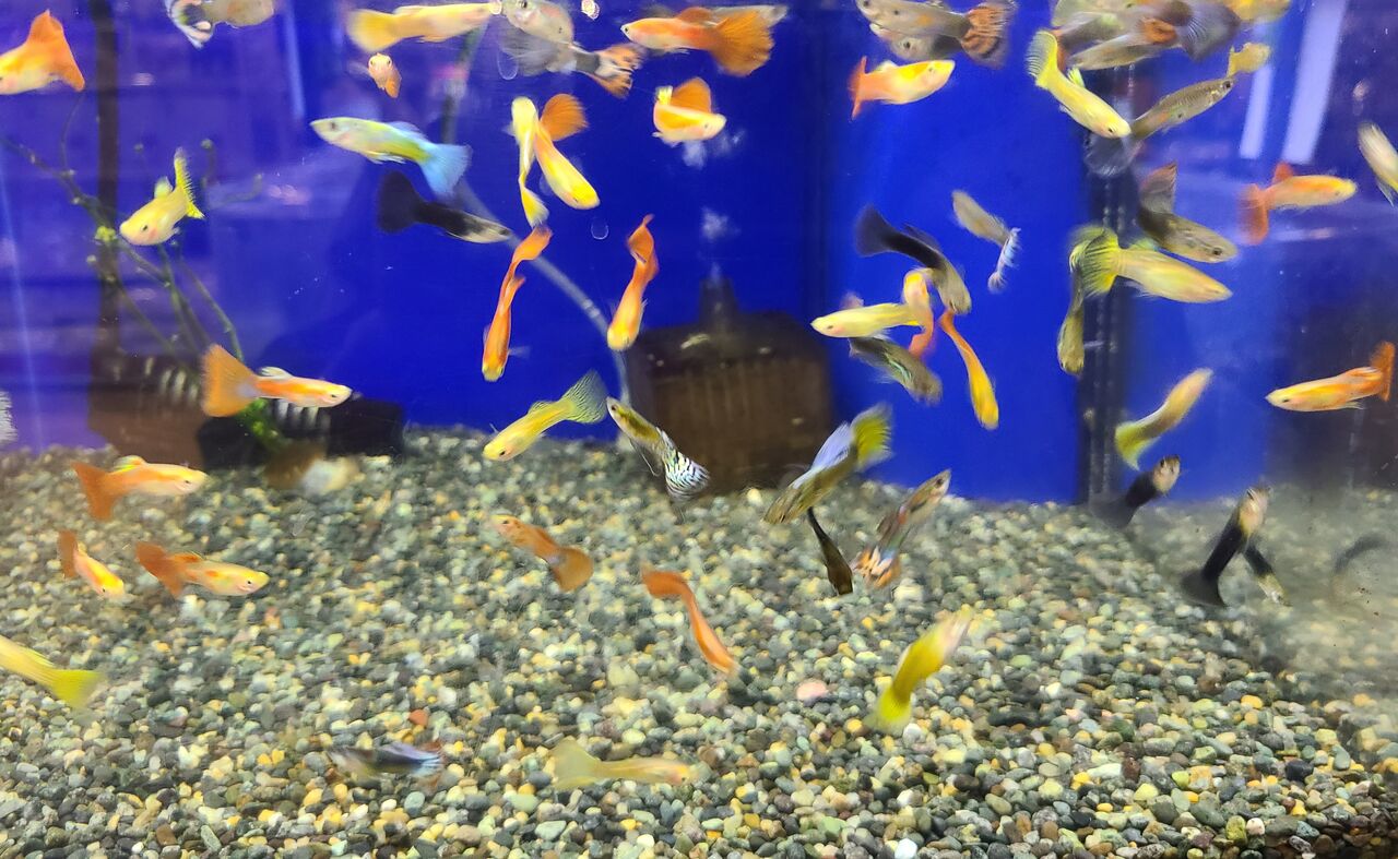 ミックスグッピー ワンラブ観賞魚部門の入荷情報ブログ