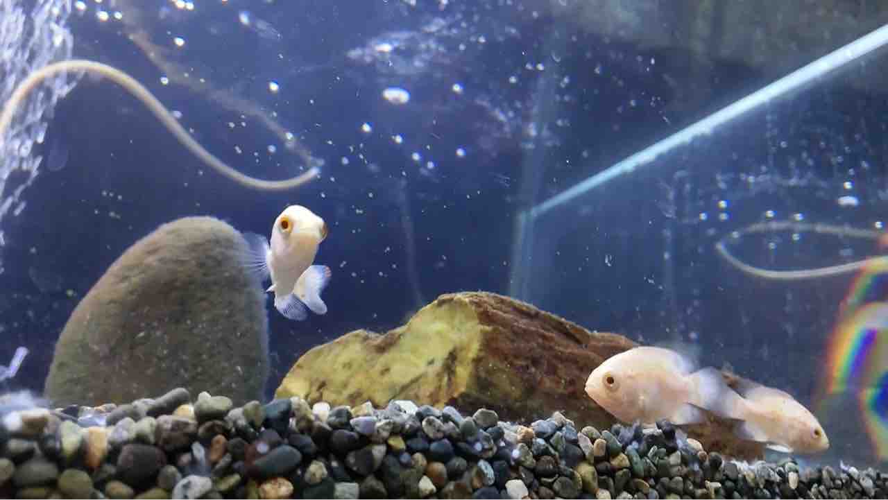 とても小さいお魚さん ワンラブ観賞魚部門の入荷情報ブログ
