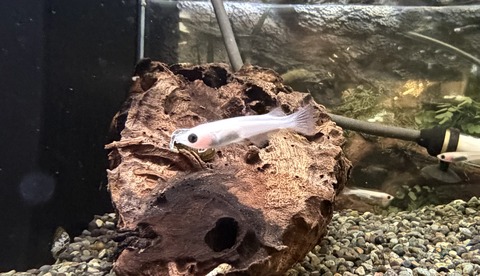 パンダメダカ🐼