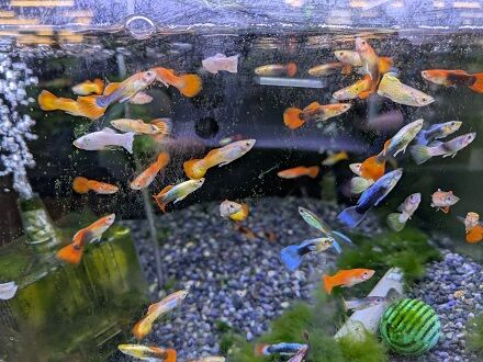 今週のアクアコーナー！！