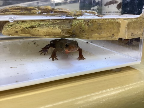 アカハライモリ