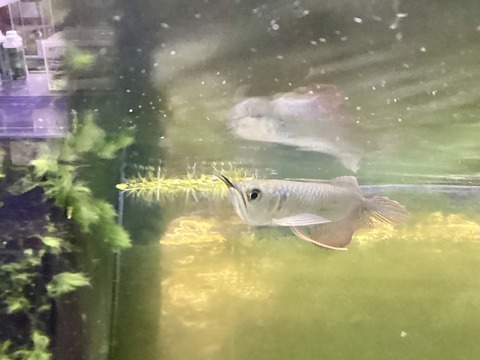 シルバーアロワナ