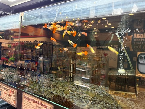 グッピーオス🐠