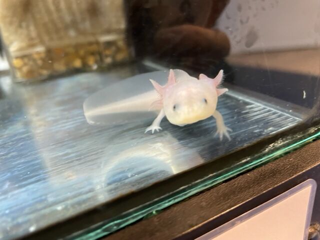 ウーパールーパーさん ワンラブ観賞魚部門の入荷情報ブログ