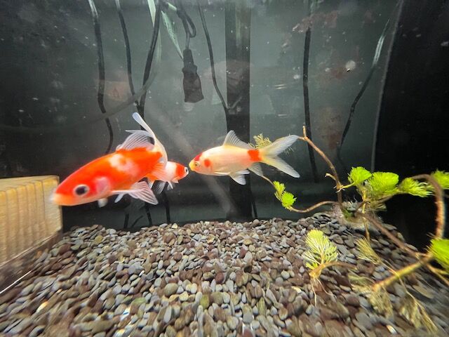 桜コメット ワンラブ観賞魚部門の入荷情報ブログ 桜コメット ワンラブ観賞魚部門の入荷情報ブログ