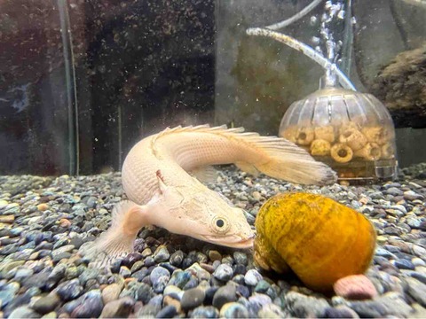 プラチナエンドリケリー魚