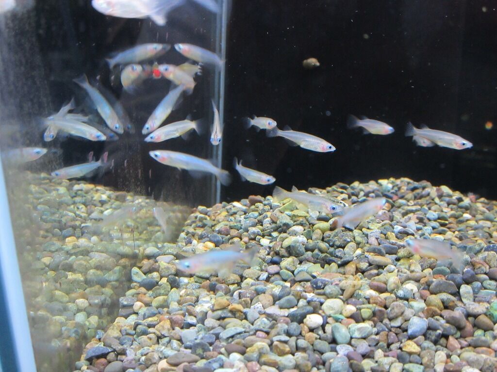 藤枝入荷案内 ワンラブ観賞魚部門の入荷情報ブログ