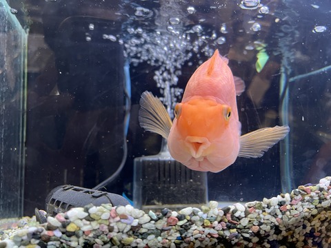 キングコングパロット🐟