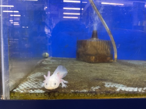 ウーパールーパー