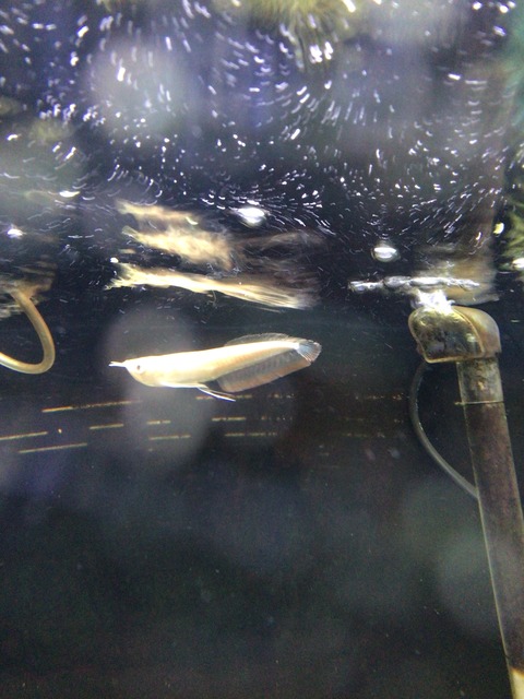 アルビノシルバーアロワナブドウ目