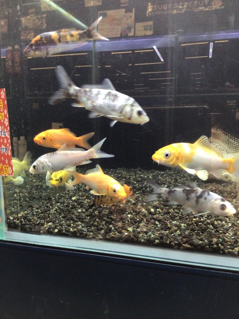 錦鯉