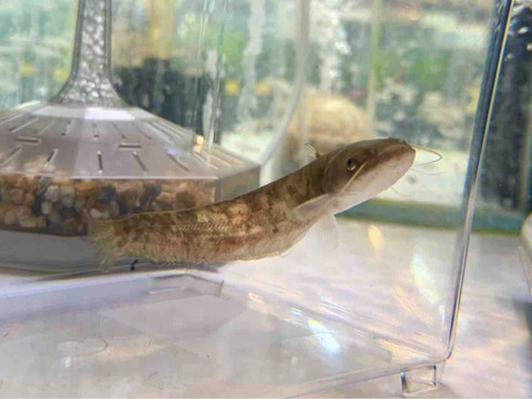 日本なまず🐟