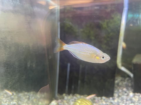 キラキラ綺麗なお魚さん😊