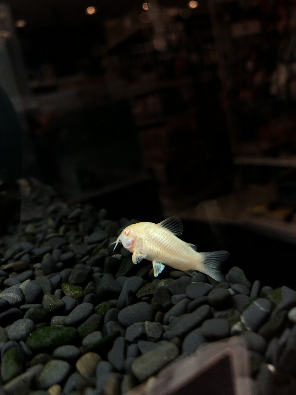 アエネウスのアルビノ ワンラブ観賞魚部門の入荷情報ブログ アエネウスのアルビノ ワンラブ観賞魚部門の入荷情報ブログ