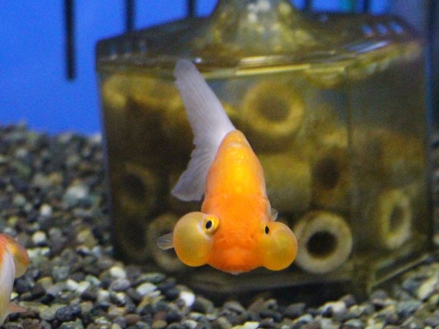 モレラ店アクア新着金魚情報 ワンラブ観賞魚部門の入荷情報ブログ