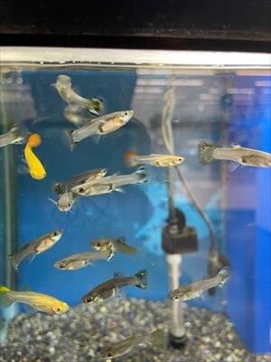 ミックスグッピー ワンラブ観賞魚部門の入荷情報ブログ