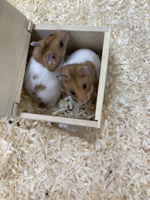 ゴールデンハムスター