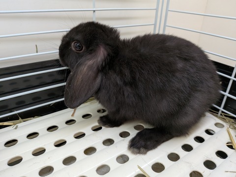真っ黒ミニウサギちゃん🐰