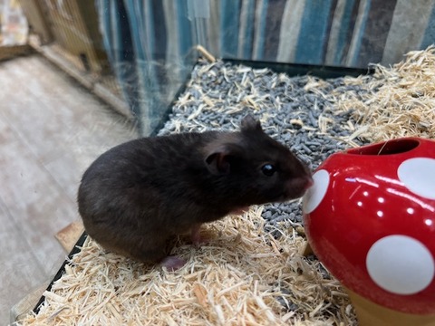  ゴールデンハムスター【クロクマ2】🐹