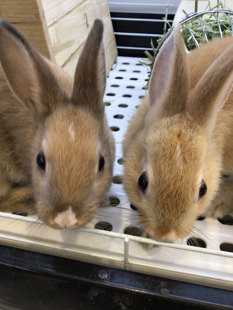 ミニウサギ 小動物専門店nature S ミニウサギ 小動物専門店nature S