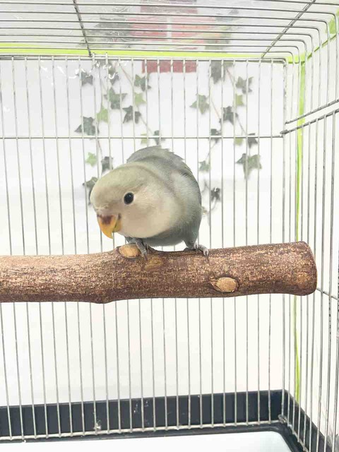 小桜インコ🦜