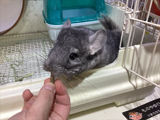 可愛いチンチラさん