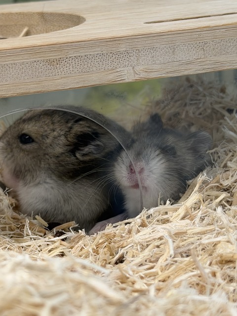 ひょっこりハムちゃんズ🐹