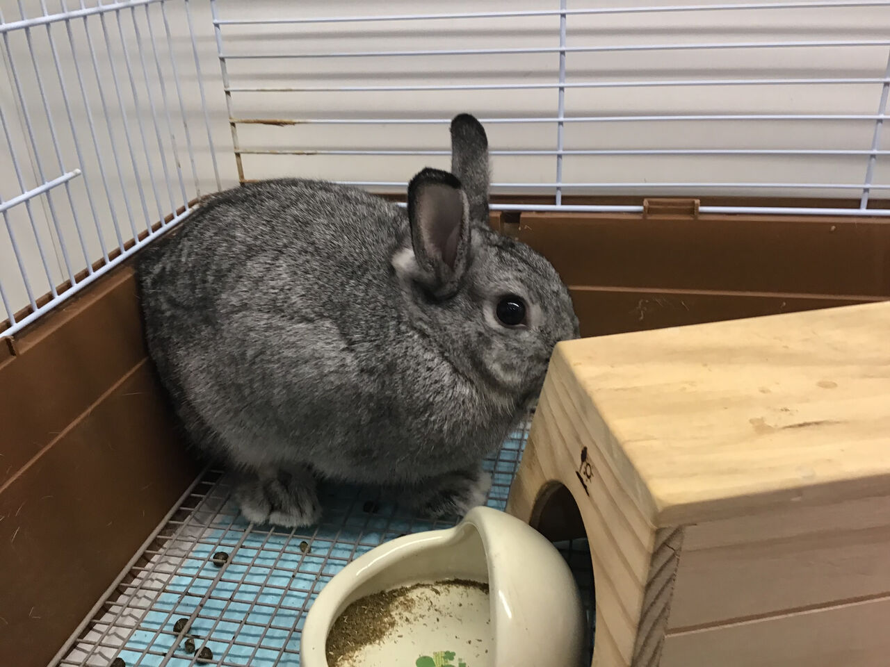 ネザーランドドワーフちゃん♡グレーうさちゃん : 小動物専門店NATURE'S