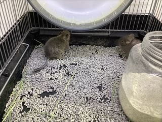 新しいふわふわさん！