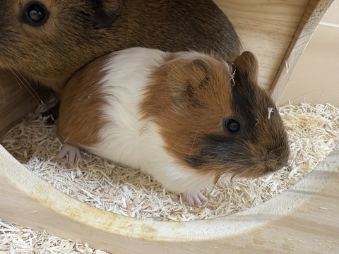 ☆モルモットさんのご紹介☆