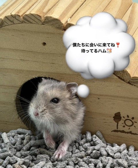 人間大好きハムスターとデグーさん