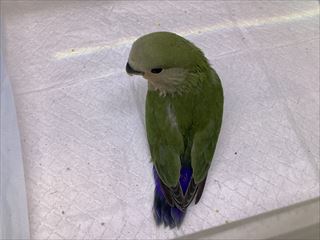 新入荷情報！！