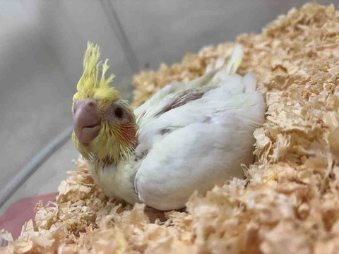 オカメインコインコ