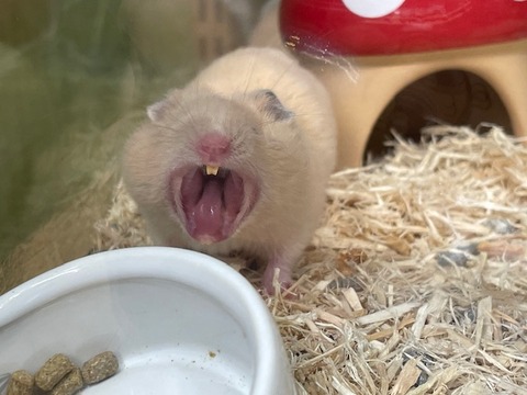 ゴールデンハムスター【キンクマ】🐹