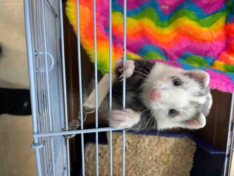 マーシャルフェレット