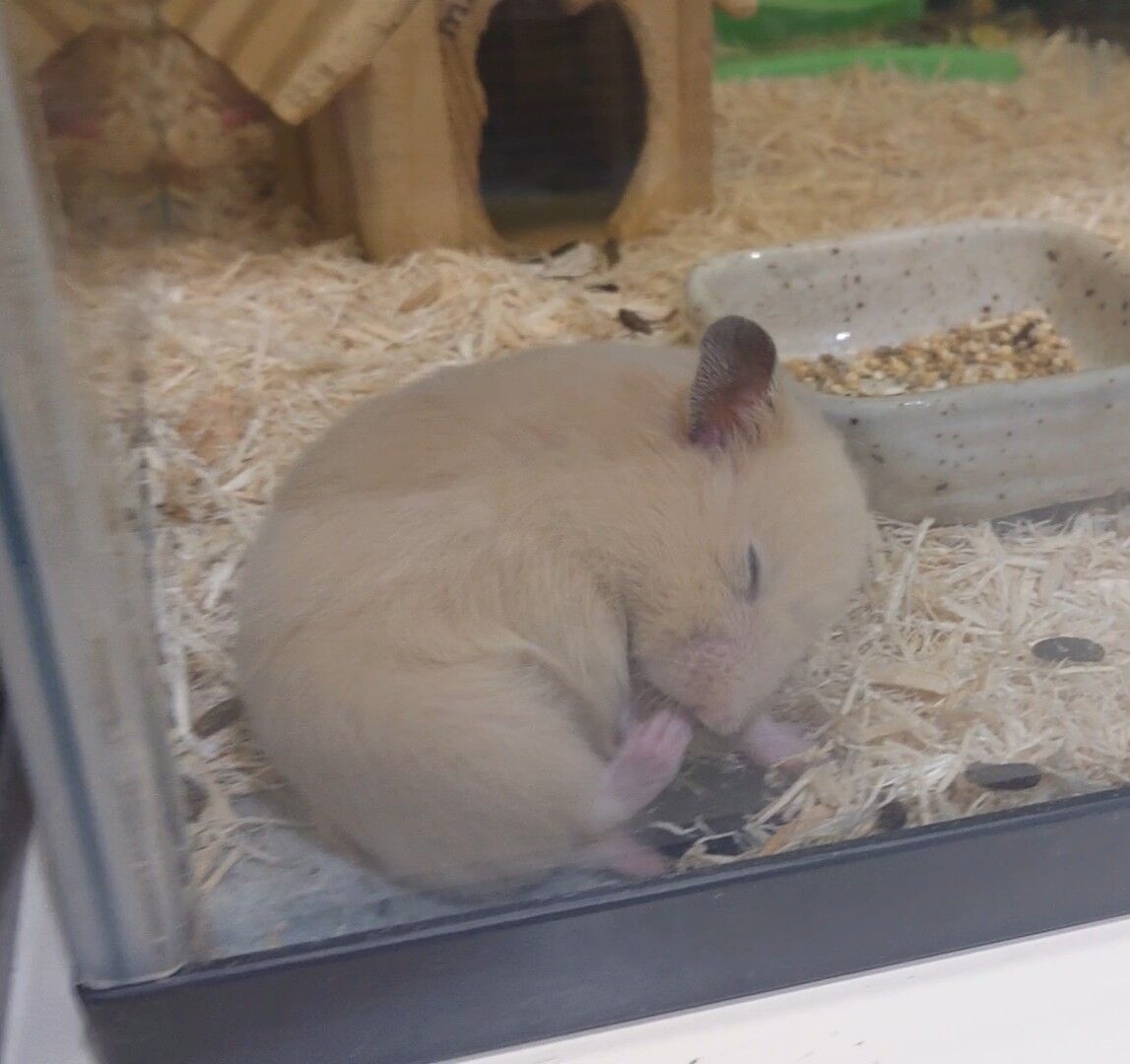 ゴルハムさん ㅈ 小動物専門店nature S