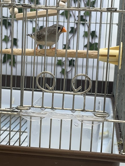 可愛い鳴き声の鳥🐤