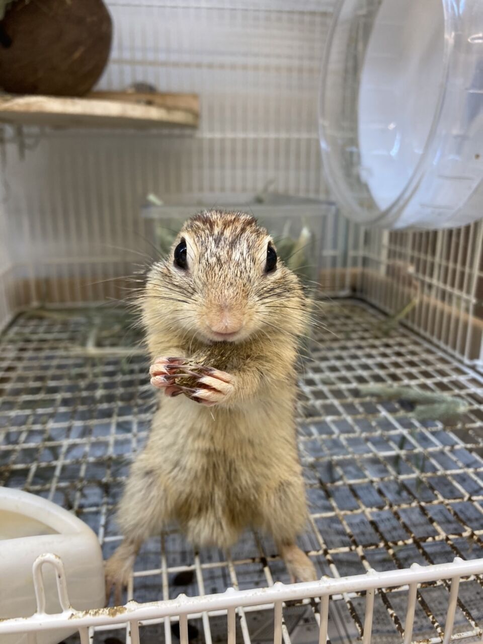 ジュウサンセンジリス 小動物専門店nature S