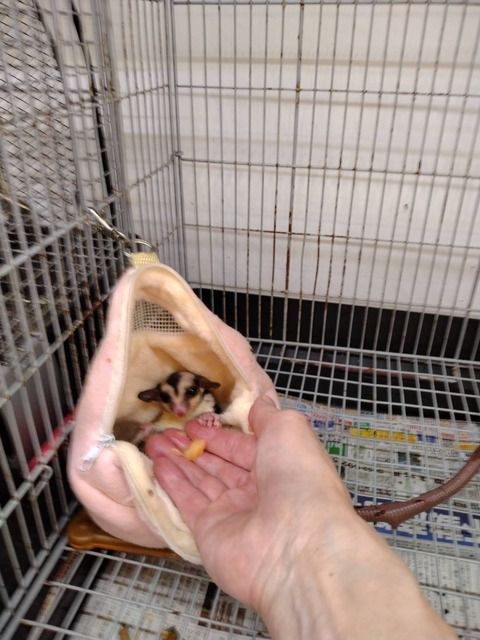 フクロモモンガ