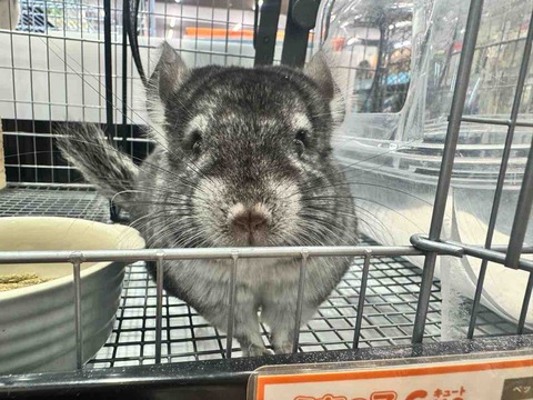 チンチラ🐭