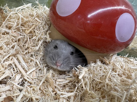 今週のはむちゃんズ