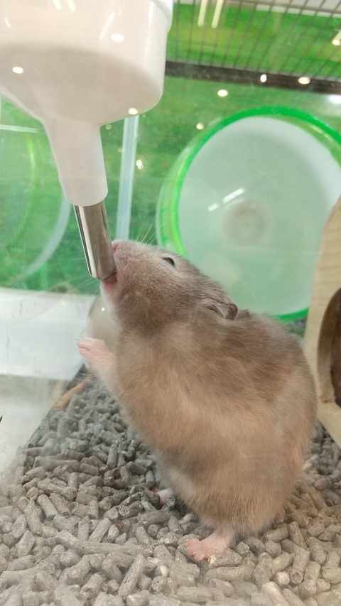 飲水姿に個性アリ（ハムスター）