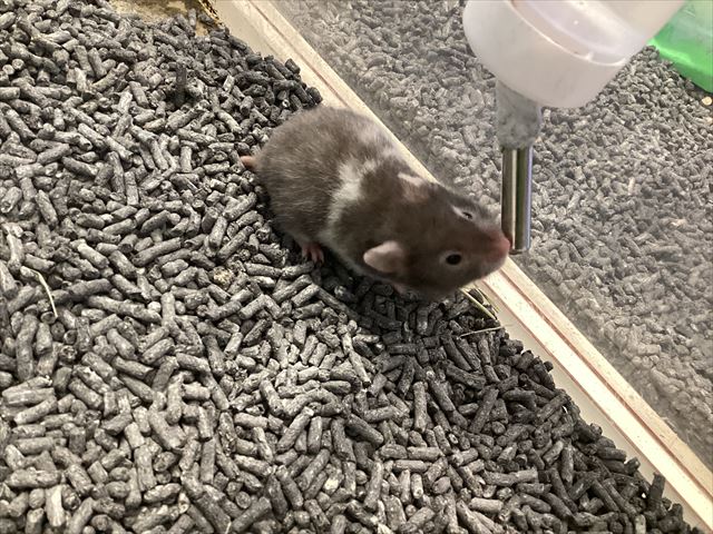 ハムスターさん専用　参考写真 ☆ハムスターさんたちのご紹介☆ : 小動物専門店NATURE'S