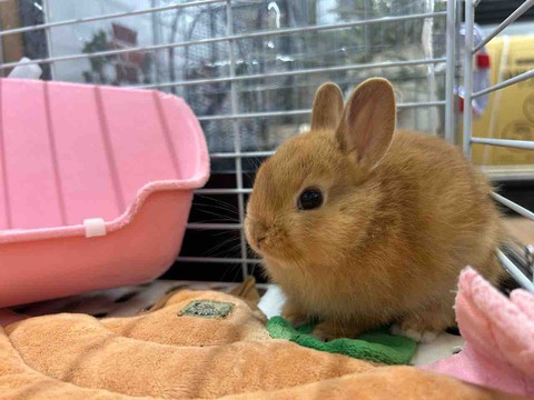 New Face🐰