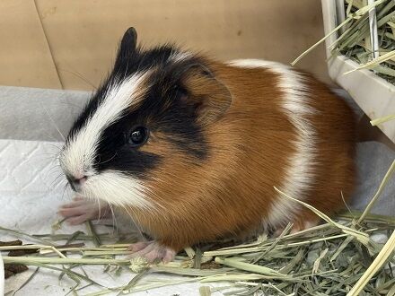 今週の小動物さん🐹