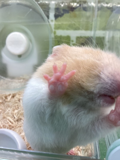 ちっちゃいおてて