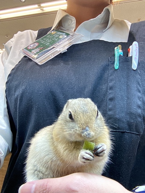 懐っこいリチャードソンジリス💓